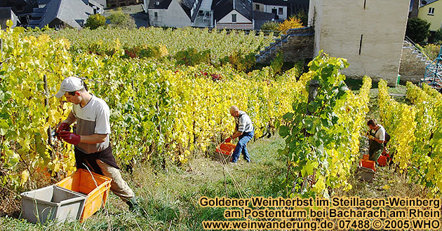 Goldener Weinherbst - Steillagen-Weinberg bei Bacharach am Rhein. 07488  2005 WHO