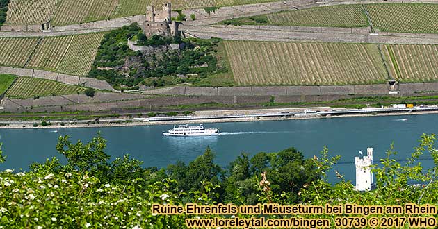 Ruine Ehrenfels bei Rdesheim am Rhein, im Vordergrund der Museturm bei Bingen am Rhein