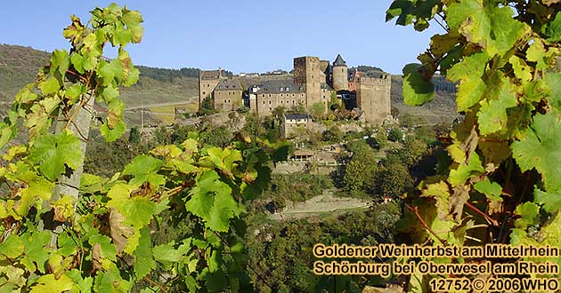 Schnburg bei Oberwesel am Rhein. Blick von Westen aus den Weinbergen im Engehller Tal.