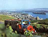 Der Winzerexpress in den Weinbergen bei Rdesheim am Rhein.